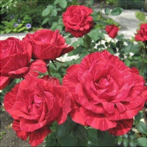 Trandafir Tufa "Red Intuition", la Ghiveci 3L, Anul 2, 1 Bucata