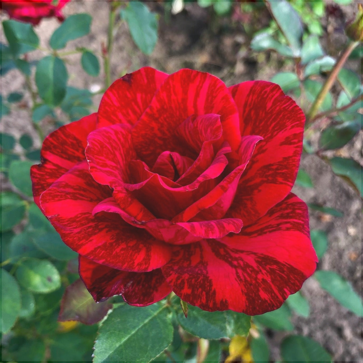 Trandafir Tufa "Red Intuition", la Ghiveci 3L, Anul 2, 1 Bucata