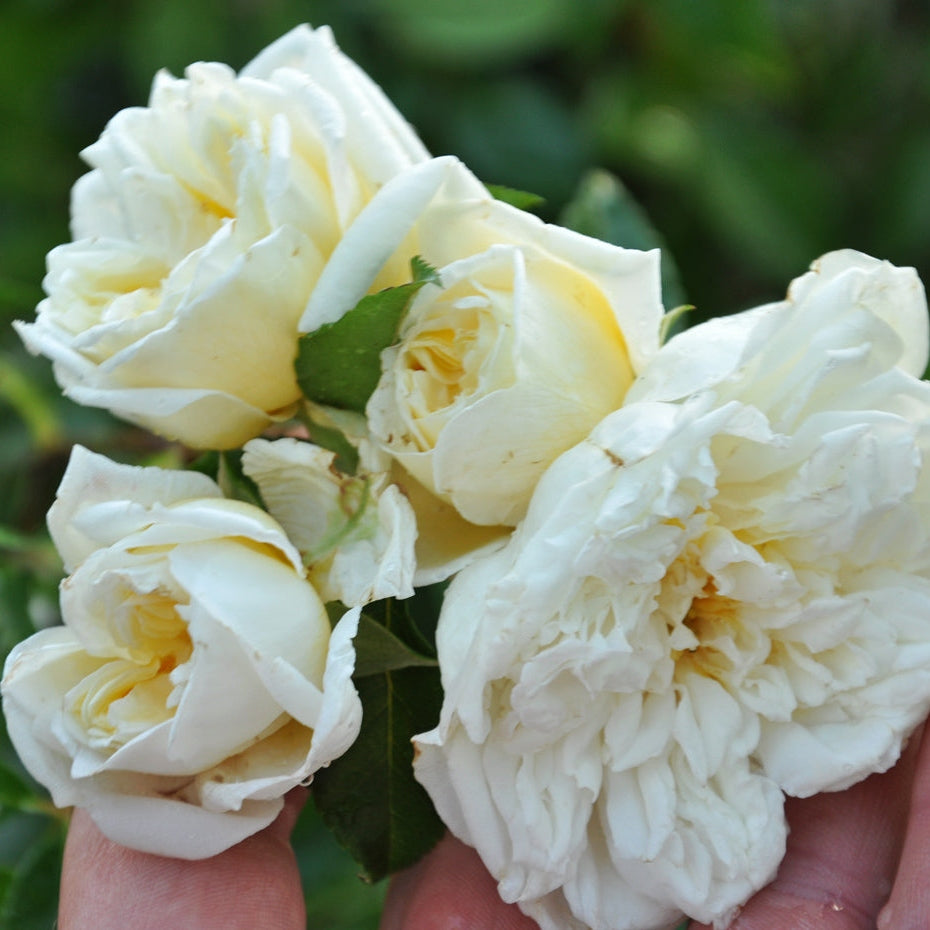 Trandafir Urcător "Alberic Barbier", la Ghiveci 3L, Anul 2, 1 Bucată