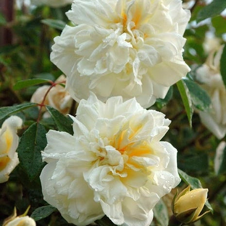 Trandafir Urcător "Alberic Barbier", la Ghiveci 3L, Anul 2, 1 Bucată