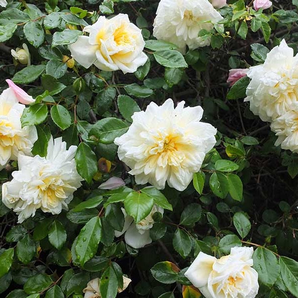 Trandafir Urcător "Alberic Barbier", la Ghiveci 3L, Anul 2, 1 Bucată