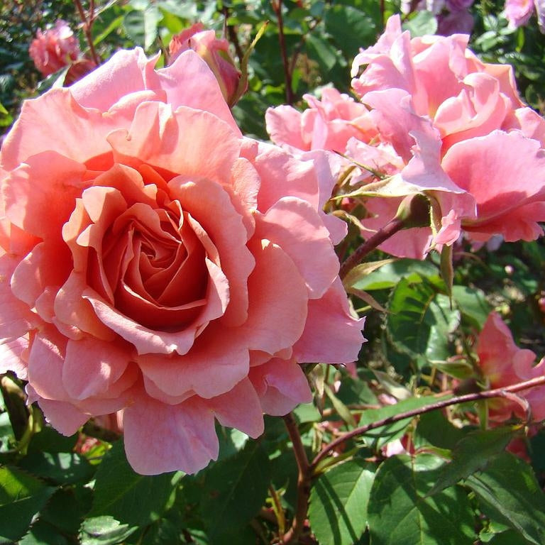 Trandafir Urcător "Alibaba", la Ghiveci 3L, Anul 2, 1 Bucată