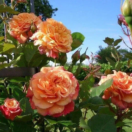 Trandafir Urcător "Aloha", la Ghiveci 3L, Anul 2, 1 Bucată