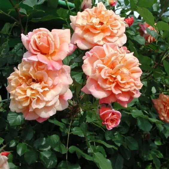 Trandafir Urcător "Aloha", la Ghiveci 3L, Anul 2, 1 Bucată