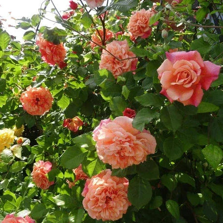 Trandafir Urcător "Aloha", la Ghiveci 3L, Anul 2, 1 Bucată