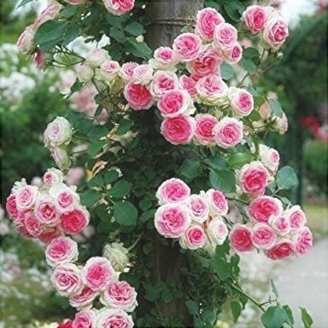 Trandafir Urcător Butaș "Bicolor", Anul 3