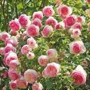 Trandafir Urcător Butaș "Bicolor", Anul 3