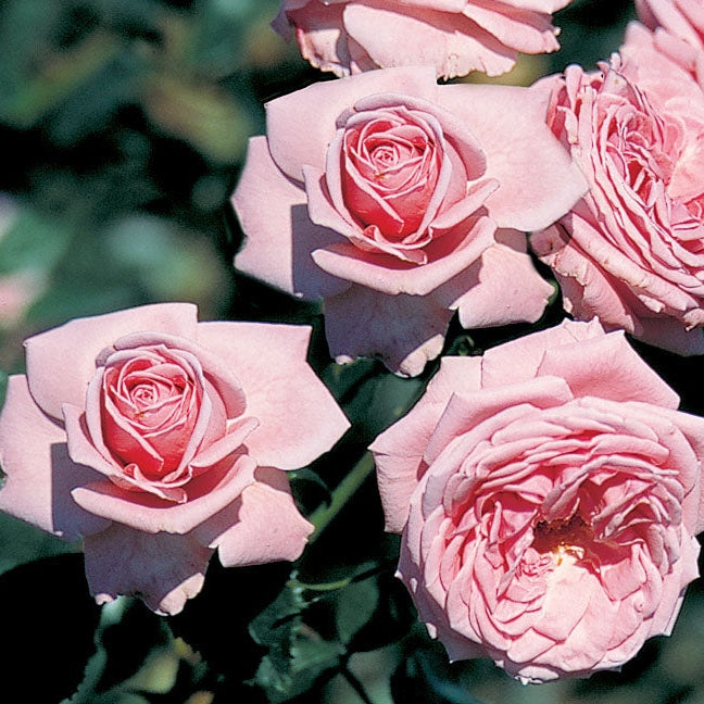 Trandafir Urcator Butas "Coral Dawn", Anul 3