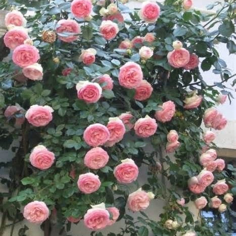 Trandafir Urcator Butas "Coral Dawn", Anul 3