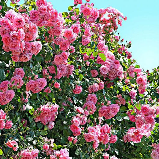 Trandafir Urcator Butas "Coral Dawn", Anul 3