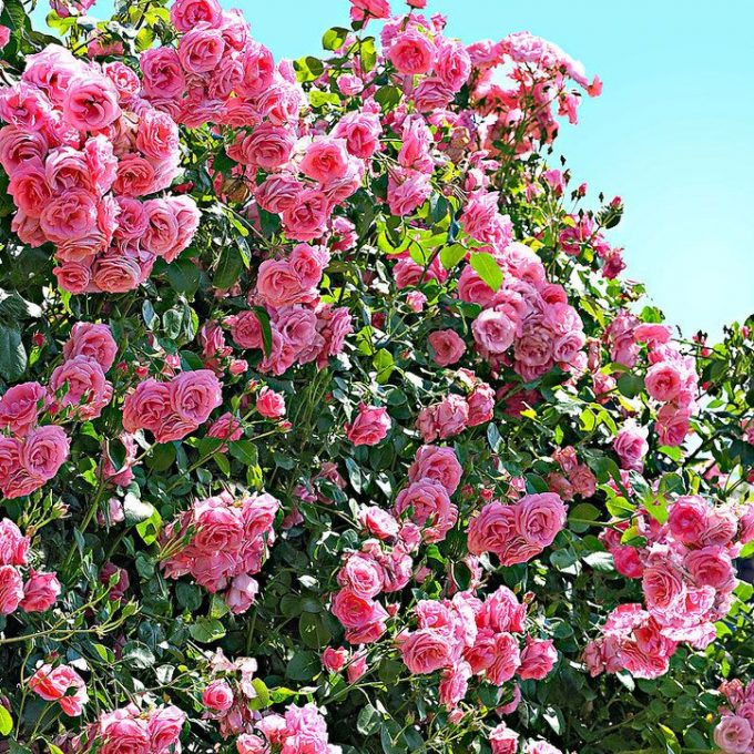 Trandafir Urcator Butas "Coral Dawn", Anul 3