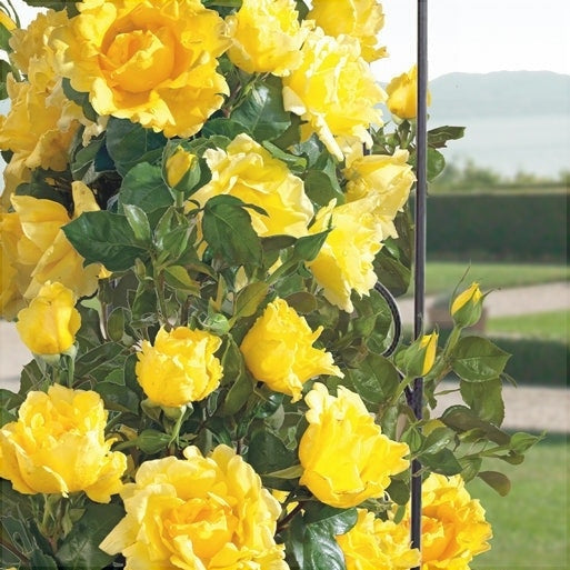 Trandafir Urcator Butas "Dune", Anul 3