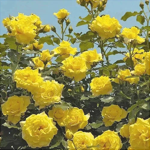 Trandafir Urcator Butas "Dune", Anul 3