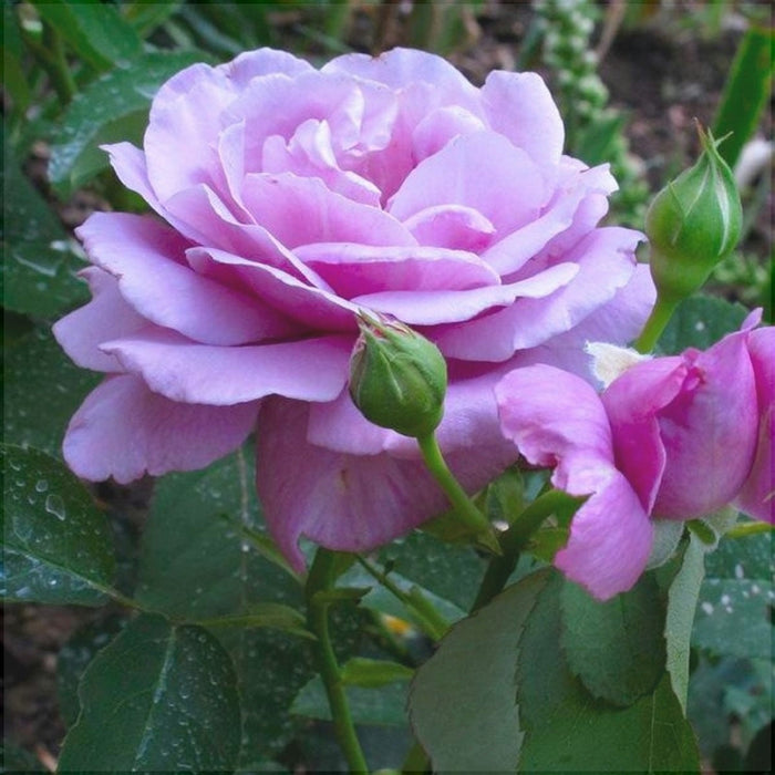 Trandafir Urcator Butas "Indigoletta",Anul 3