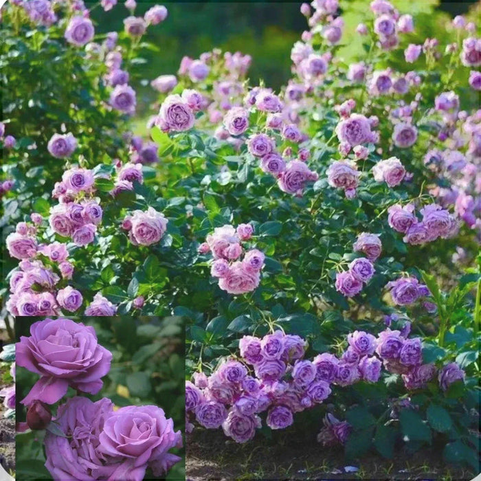 Trandafir Urcator Butas "Indigoletta",Anul 3