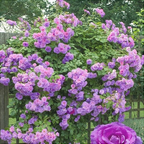 Trandafir Urcator Butas "Indigoletta",Anul 3