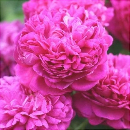 Trandafir Urcator Butas "Rixi", Anul 3