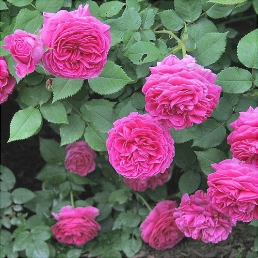 Trandafir Urcator Butas "Rixi", Anul 3