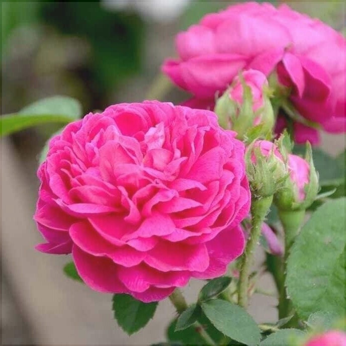 Trandafir Urcator Butas "Rixi", Anul 3