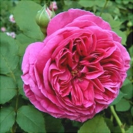 Trandafir Urcator Butas "Rixi", Anul 3