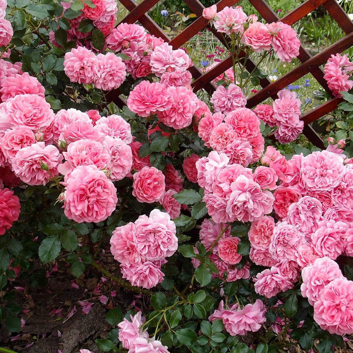 Trandafir Urcator Butas "Rossarium",Anul 3