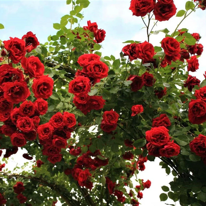 Trandafir Urcator Butas "Simpaty", Rosu, Anul 3