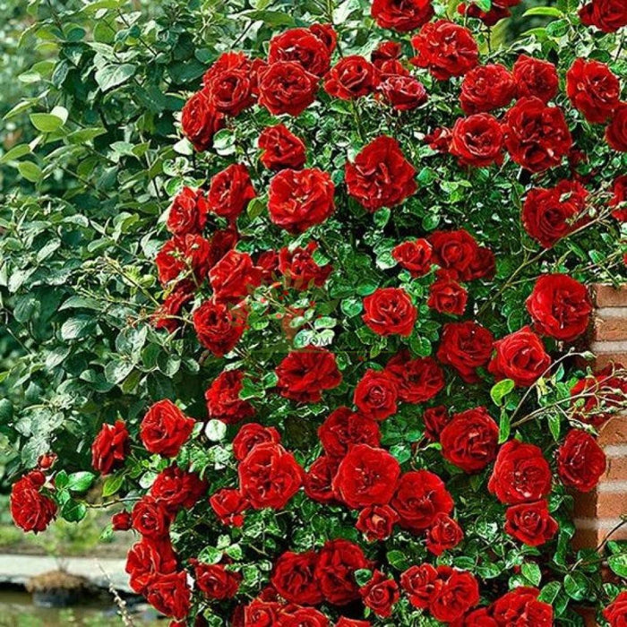 Trandafir Urcator Butas "Simpaty", Rosu, Anul 3