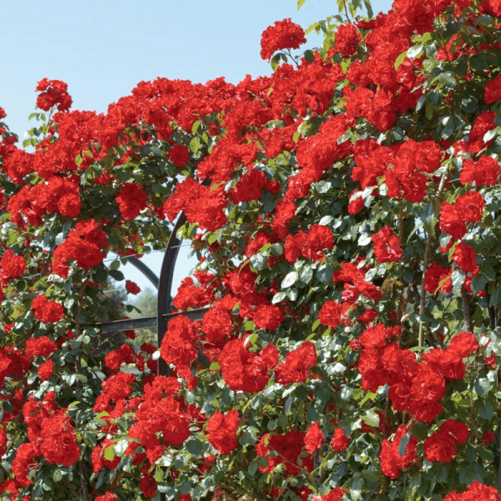 Trandafir Urcător Butaș "Sympathie",Anul 3