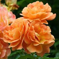 Trandafir Urcator Butas "Westerland", Anul 3