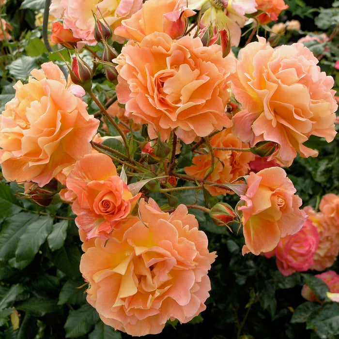 Trandafir Urcator Butas "Westerland", Anul 3