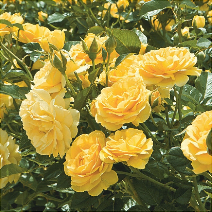 Trandafir Urcator Butas "Yellow", Anul 3