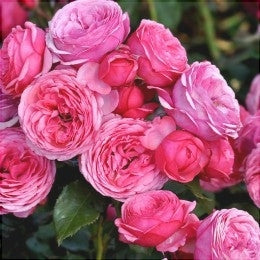 Trandafir Urcator Butas de Dulceata "Sachsengruss",Anul 3