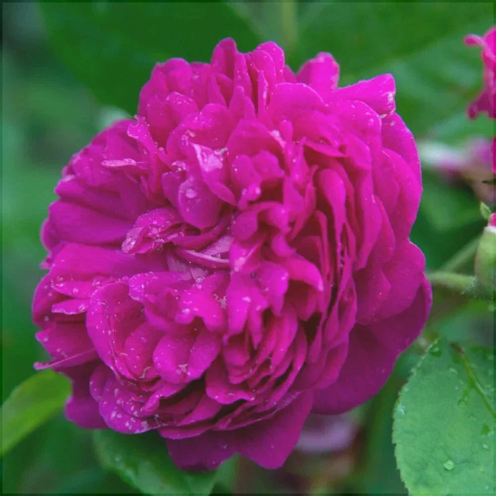 Trandafir Urcator Butas de Dulceata "Sachsengruss",Anul 3