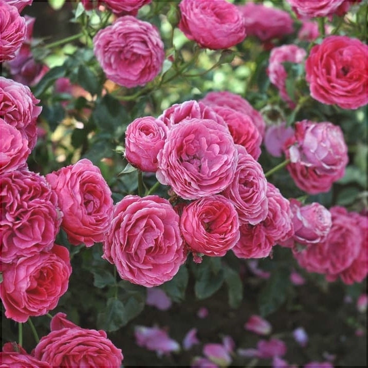 Trandafir Urcator Butas de Dulceata "Sachsengruss",Anul 3