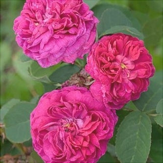 Trandafir Urcator Butas de Dulceata "Sachsengruss",Anul 3