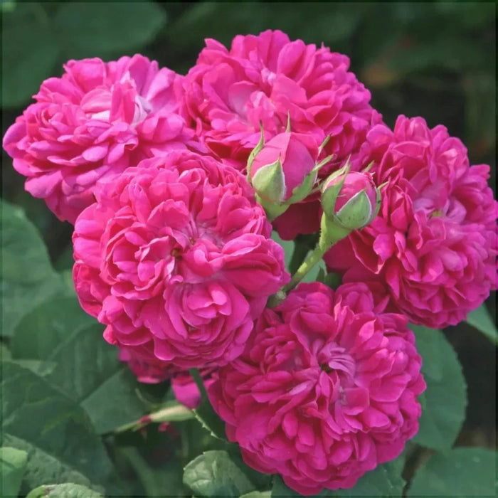 Trandafir Urcator Butas de Dulceata "Sachsengruss",Anul 3