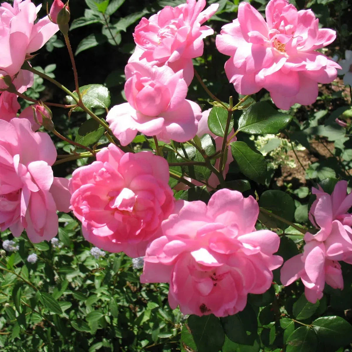 Trandafir Urcător "Centenarie De Lourdes", la Ghiveci 3L, Anul 2, 1 Bucată