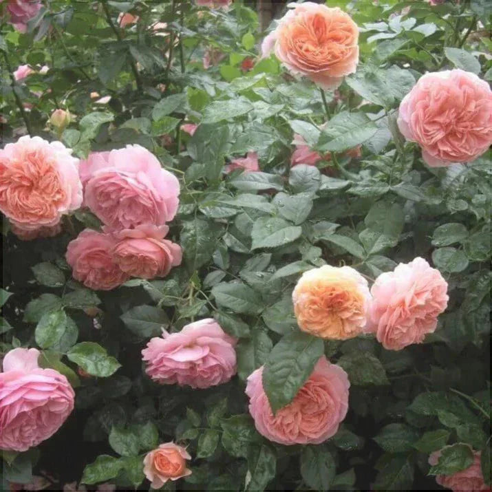 Trandafir Urcător "Chippendale", la Ghiveci 3L, Anul 2, 1 Bucată