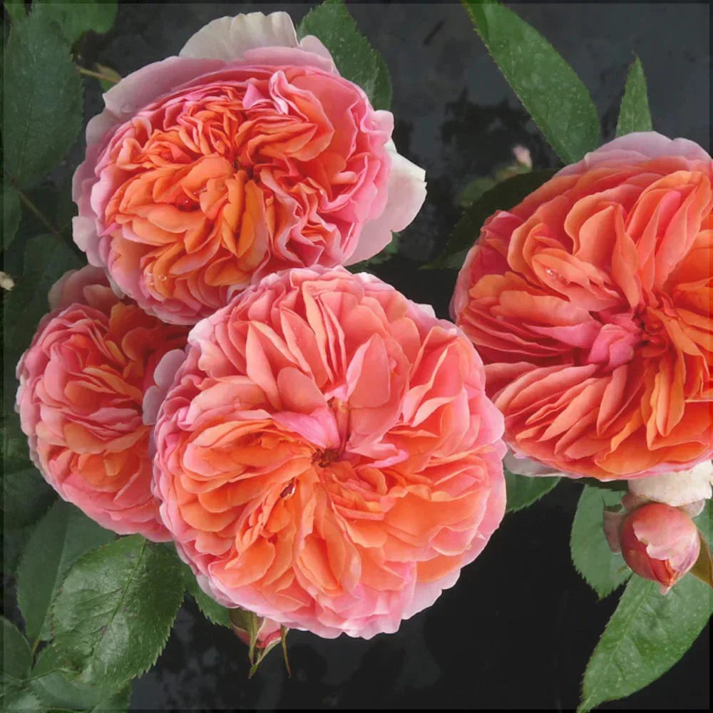 Trandafir Urcător "Chippendale", la Ghiveci 3L, Anul 2, 1 Bucată