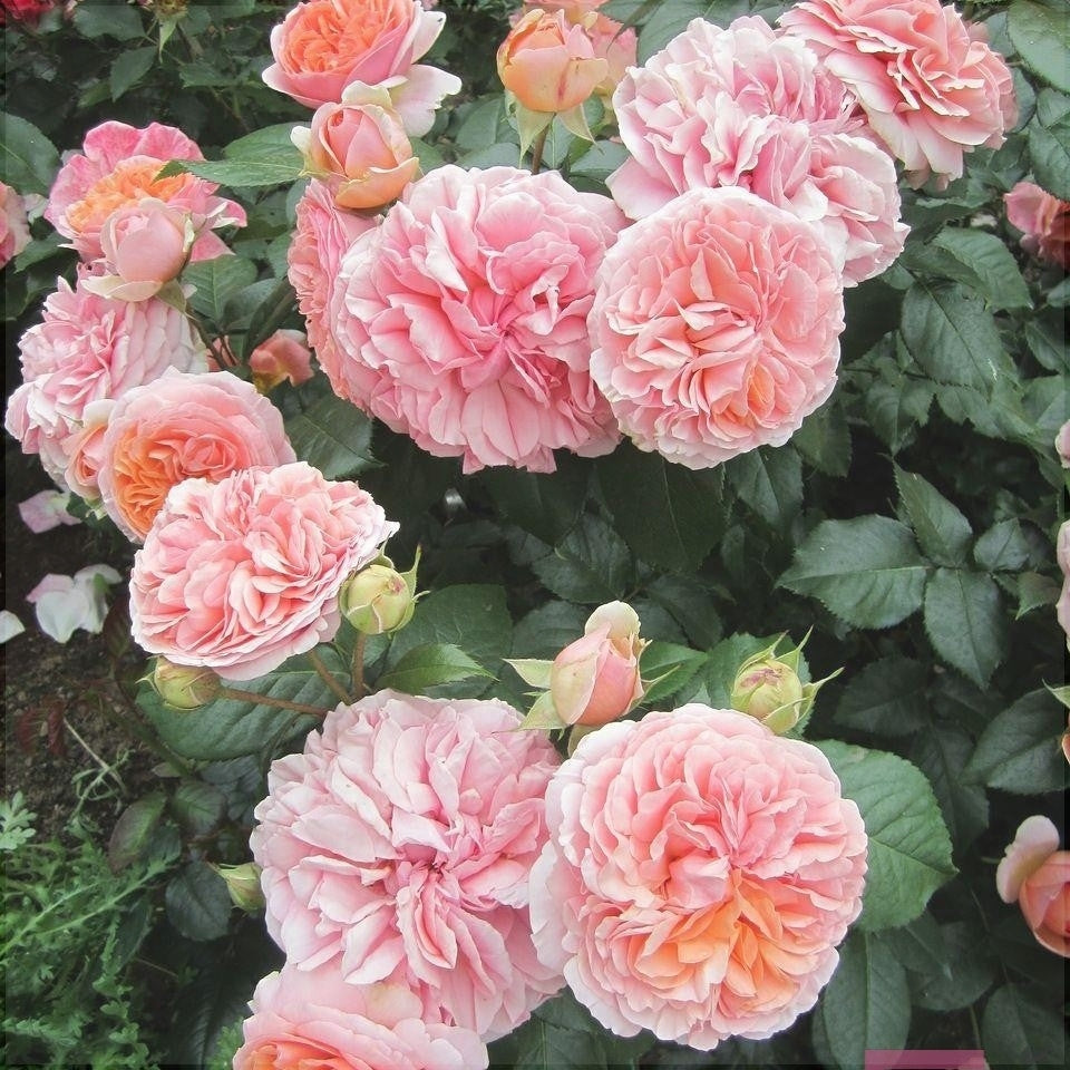 Trandafir Urcător "Chippendale", la Ghiveci 3L, Anul 2, 1 Bucată