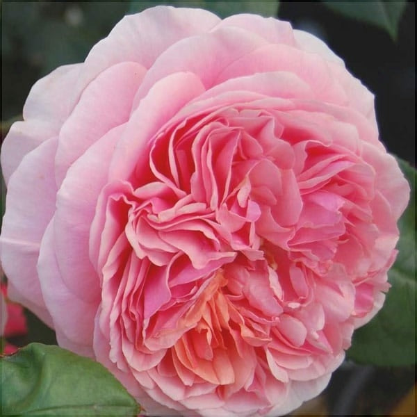 Trandafir Urcător "Chippendale", la Ghiveci 3L, Anul 2, 1 Bucată