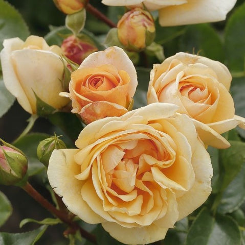 Trandafir Urcător "Circle Life", la Ghiveci 3L, Anul 2, 1 Bucată