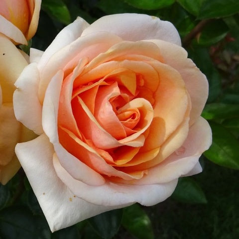 Trandafir Urcător "Circle Life", la Ghiveci 3L, Anul 2, 1 Bucată