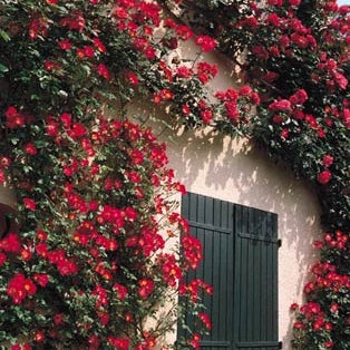 Trandafir Urcător "Cocktail", la Ghiveci 3L, Anul 2, 1 Bucată