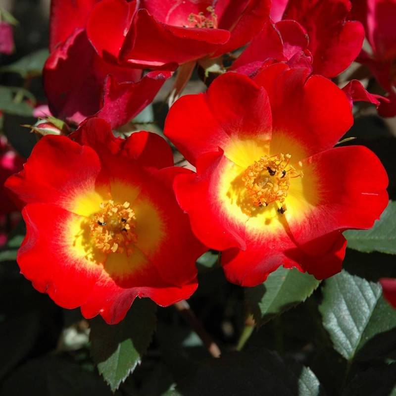 Trandafir Urcător "Cocktail", la Ghiveci 3L, Anul 2, 1 Bucată