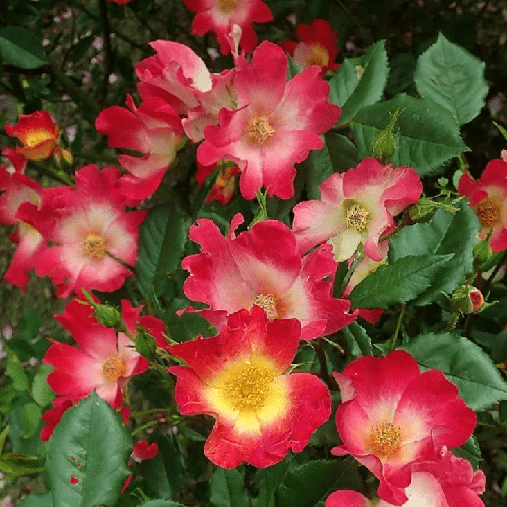 Trandafir Urcător "Cocktail", la Ghiveci 3L, Anul 2, 1 Bucată