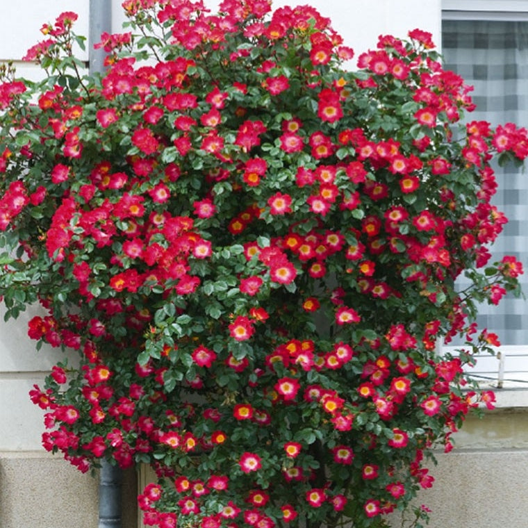 Trandafir Urcător "Cocktail", la Ghiveci 3L, Anul 2, 1 Bucată