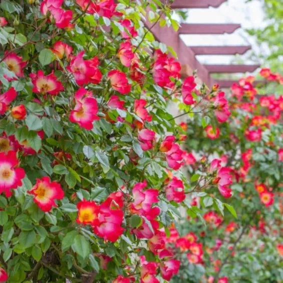 Trandafir Urcător "Cocktail", la Ghiveci 3L, Anul 2, 1 Bucată