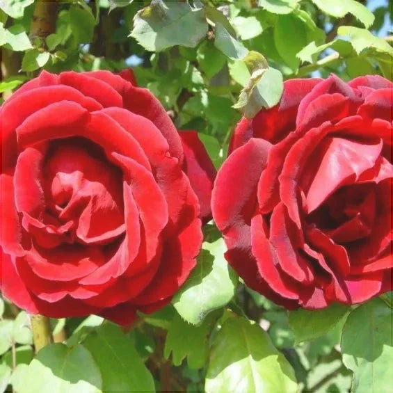 Trandafir Urcator "Crimson Glori", la Ghiveci 3L, Anul 2, 1 Bucata