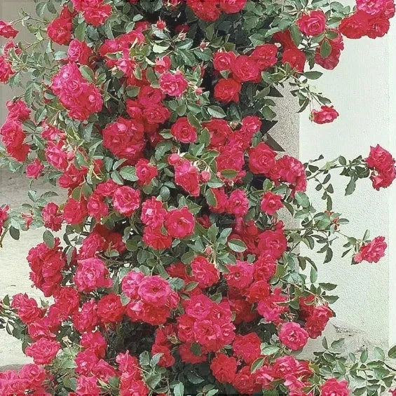 Trandafir Urcător "Dance des Simples", la Ghiveci 3L, Anul 2, 1 Bucată